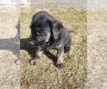 Puppy Cloe Golden Shepherd