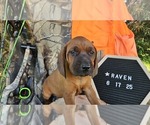 Small #2 Redbone Coonhound