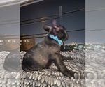 Small Photo #42 French Bulldog Puppy For Sale in NEWARK, NJ, USA