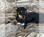 Small #2 Dachshund Mix