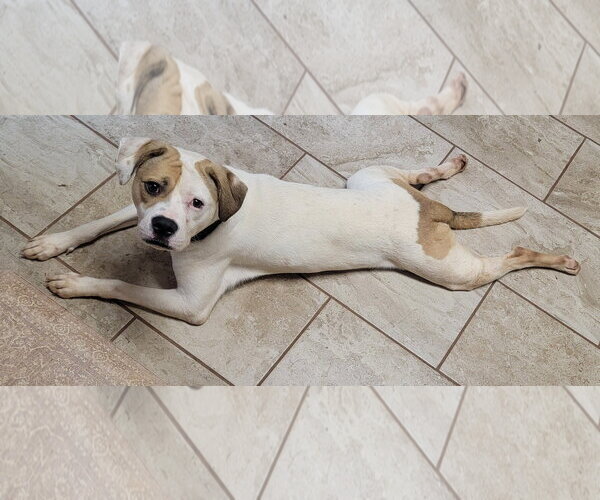 Medium Photo #10 American Staffordshire Terrier-Unknown Mix Puppy For Sale in Arlington, VA, USA