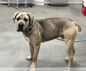 Bullmastiff-Unknown Mix Dogs for adoption in Forestville, MD, USA