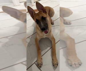 Iris (I Pups) - Female Labrador Retriever-Unknown Mix Dog for Adoption - Photo #2