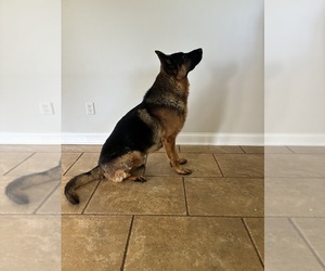 Mother of the German Shepherd Dog puppies born on 07/03/2026