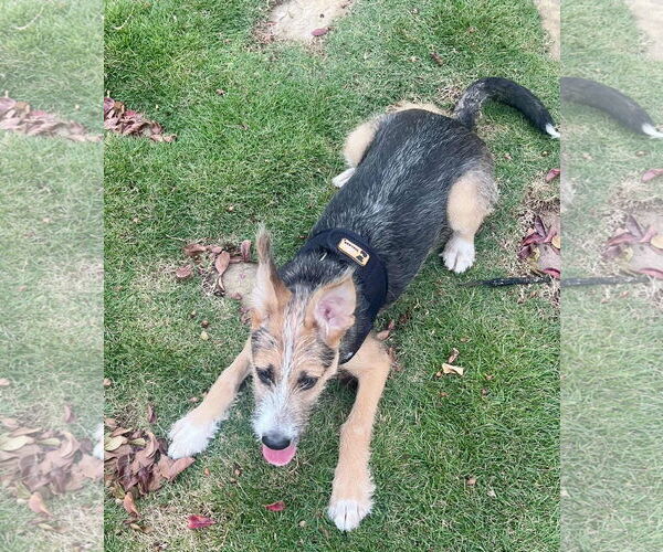 Medium Photo #2 Airedale Terrier-Unknown Mix Puppy For Sale in Dallas, TX, USA