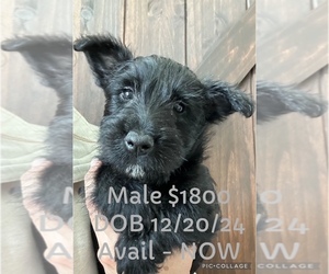 Scottish Terrier Puppy for sale in YORKTOWN, IN, USA