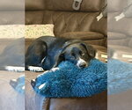 Small #1 Border Collie
