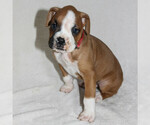 Small Photo #4 Boxer Puppy For Sale in SINKING SPRING, PA, USA