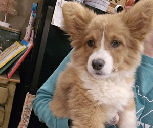 Pembroke Welsh Corgi Puppy for sale in MILTON, WI, USA