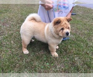 Chow Chow Puppy for sale in SAINT LOUIS, MO, USA