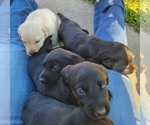 Small Photo #4 Labrador Retriever Puppy For Sale in GOBLES, MI, USA