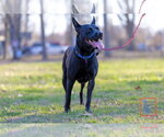 Small Photo #6 American Pit Bull Terrier-German Shepherd Dog Mix Puppy For Sale in Munford, TN, USA