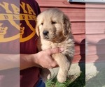 Small Photo #1 Golden Retriever Puppy For Sale in SPENCER, TN, USA