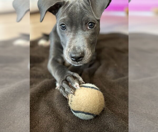 Medium Photo #4 American Pit Bull Terrier Puppy For Sale in Dana Point, CA, USA