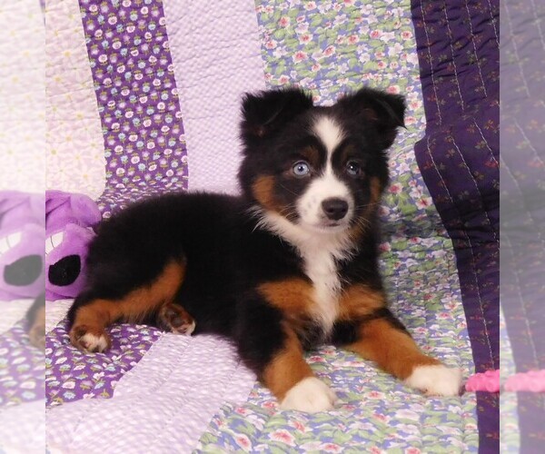 Medium Photo #12 Miniature Australian Shepherd Puppy For Sale in CINCINNATI, OH, USA