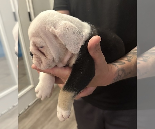 Medium Photo #9 English Bulldog Puppy For Sale in WEEKI WACHEE, FL, USA