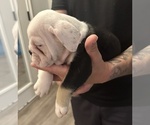 Small Photo #9 English Bulldog Puppy For Sale in WEEKI WACHEE, FL, USA