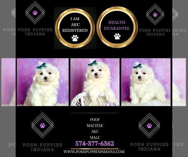 Medium Photo #42 Maltese Puppy For Sale in WARSAW, IN, USA