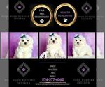 Small Photo #42 Maltese Puppy For Sale in WARSAW, IN, USA