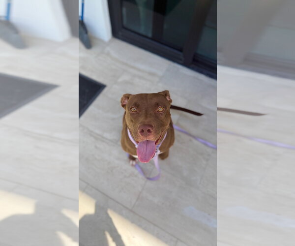 Medium Photo #1 Mutt Puppy For Sale in Miami, FL, USA