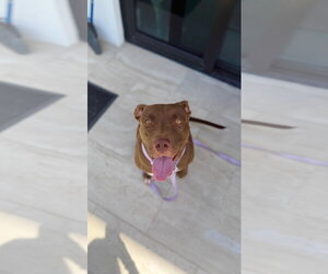Mutt Dogs for adoption in Miami, FL, USA