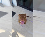 Small Mutt