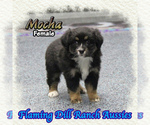 Image preview for Ad Listing. Nickname: Mocha