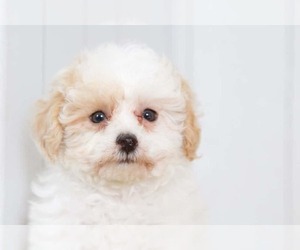 Poodle (Toy) Puppy for sale in BEL AIR, MD, USA