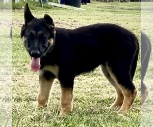 German Shepherd Dog Puppy for Sale in WOLFE CITY, Texas USA