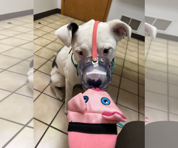 Medium Photo #2 Catahoula Leopard Dog-Unknown Mix Puppy For Sale in Highland, IL, USA