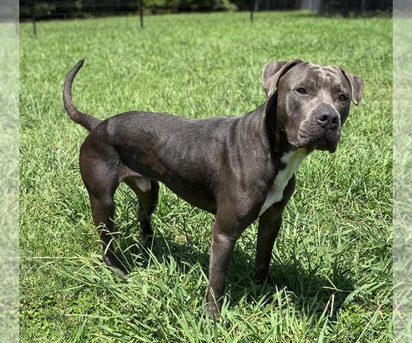Medium Photo #3 American Pit Bull Terrier Puppy For Sale in Virginia Beach, VA, USA