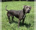 Small #2 American Pit Bull Terrier