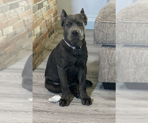 Mother of the Cane Corso puppies born on 09/07/2025