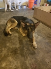 Mother of the German Shepherd Dog puppies born on 08/13/2018