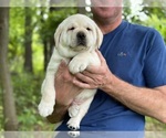 Small Photo #7 Labrador Retriever Puppy For Sale in MOUNT AIRY, MD, USA