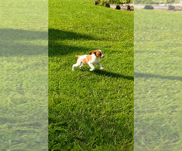 Medium Photo #3 Brittany Puppy For Sale in ORRUM, NC, USA