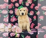 Small Photo #6 Golden Retriever Puppy For Sale in GORDONVILLE, PA, USA