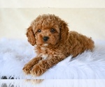 Image preview for Ad Listing. Nickname: Curls