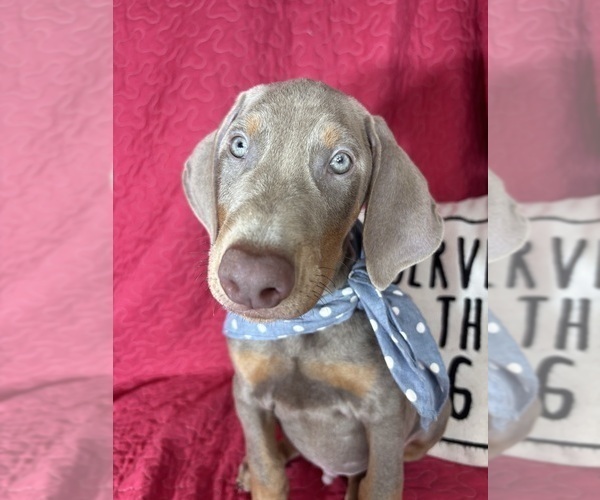 Medium Photo #6 Doberman Pinscher Puppy For Sale in GREENFIELD, IN, USA