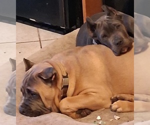 Cane Corso Puppy for sale in HILLSBOROUGH, NH, USA