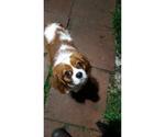 Small Photo #1 Cavalier King Charles Spaniel Puppy For Sale in ALVARADO, TX, USA