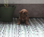Puppy 4 Poodle (Toy)