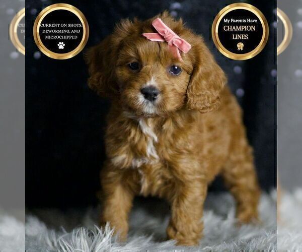Medium Photo #100 Cavapoo Puppy For Sale in WARSAW, IN, USA