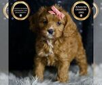 Puppy Poppy Cavapoo