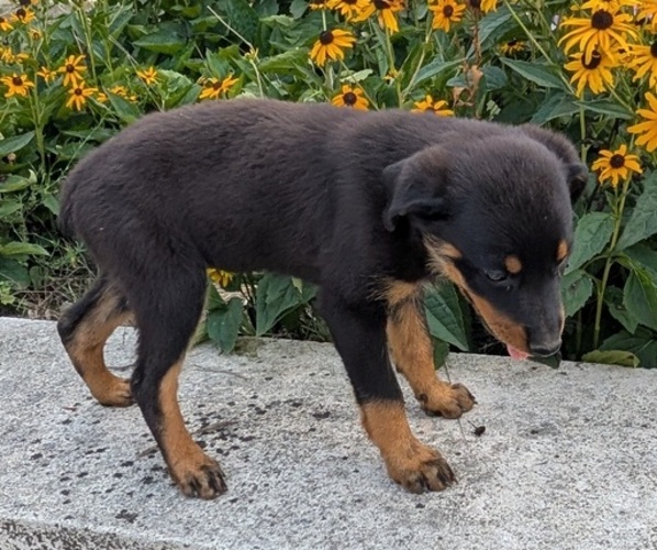 Medium Photo #5 Rottweiler Puppy For Sale in GOSHEN, IN, USA