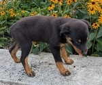 Small #4 Rottweiler