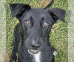 Small #1 German Shepherd Dog Mix