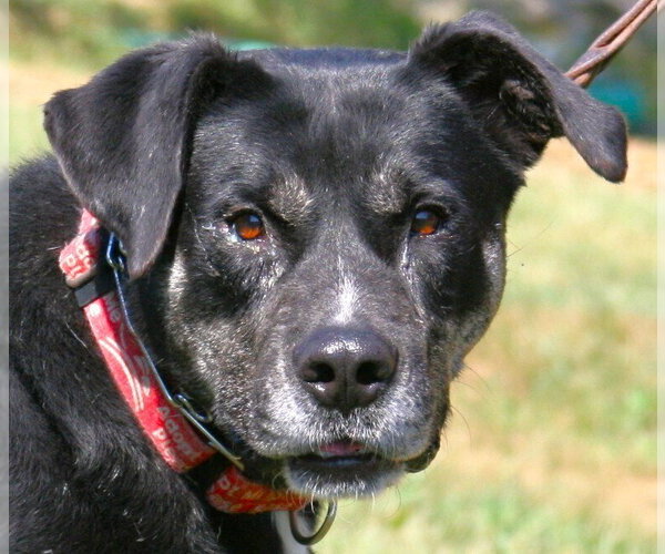 Medium Photo #1 Labrador Retriever-Unknown Mix Puppy For Sale in Linton, IN, USA