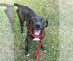 Small #1 Labrador Retriever Mix