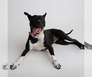 American Pit Bull Terrier-Unknown Mix Dogs for adoption in Fargo, ND, USA